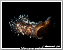 THYSANOZOON BROCHII (Underwater worm) by Ferdinando Meli 